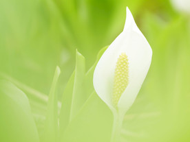 鲜花花朵花卉