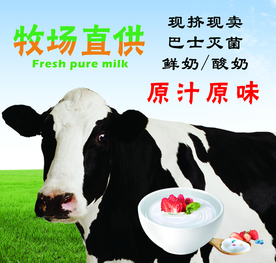 鲜奶 酸奶海报