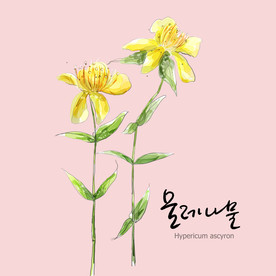 手绘花卉素材