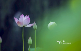荷花莲花花卉
