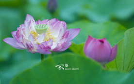 荷花莲花花卉