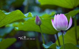 荷花莲花花卉