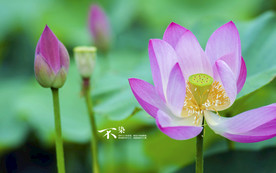 荷花莲花花卉