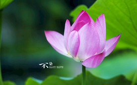 荷花莲花花卉