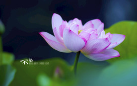 荷花莲花花卉