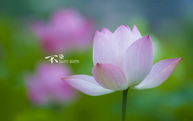 荷花莲花花卉