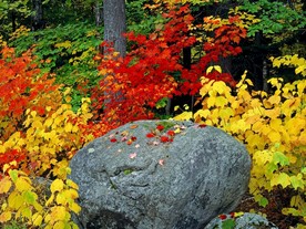 小花花朵花卉
