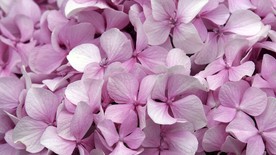 小花花朵花卉