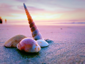 三亚清晨的沙滩贝壳