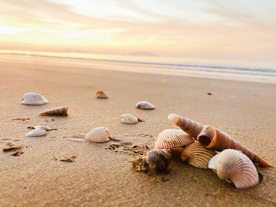 三亚清晨的沙滩贝壳