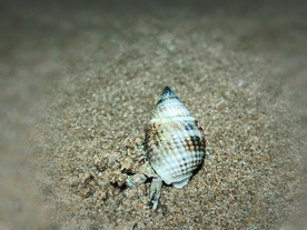 三亚清晨的寄居蟹