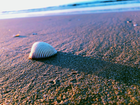 三亚清晨的沙滩贝壳
