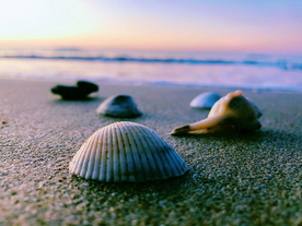 三亚清晨的沙滩贝壳
