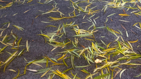 柳叶冻结在冰中