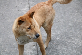 中华田园犬 土狗