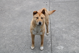 黄狗 中华田园犬