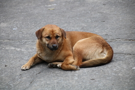中华田园犬 土狗
