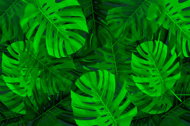 绿色植物花朵花卉树叶手绘背景