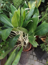 金钻蔓绿绒盆栽