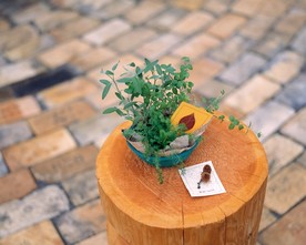 花草园艺花木