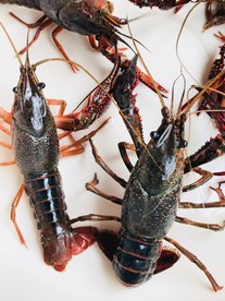 活的小龙虾