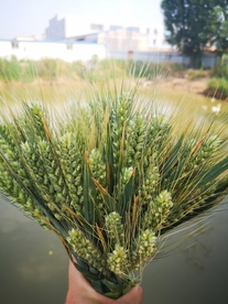 一束麦穗
