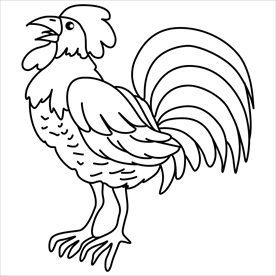 公鸡
