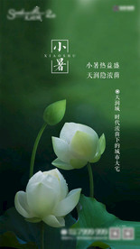 小暑24节气单图     小暑