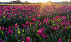 田地花卉郁金香