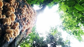 雨后蘑菇