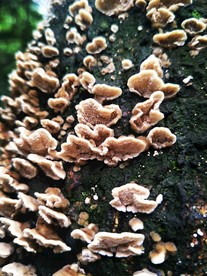 雨后蘑菇