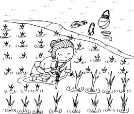 插秧