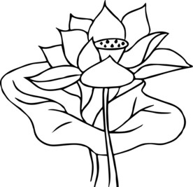 荷花