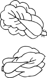 白菜