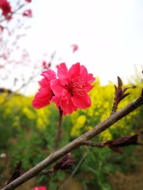 风景