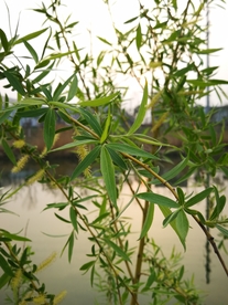风景
