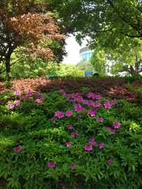 风景