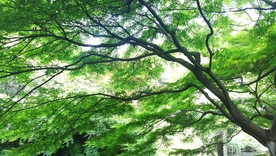 风景