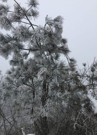 风景