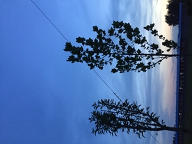 风景