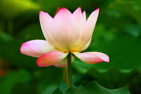鲜花