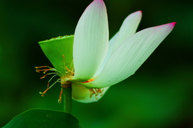 花瓣