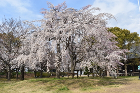 风景