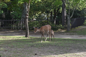 风景