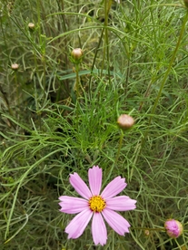 风景