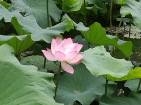 风景