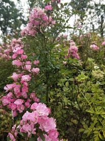 风景