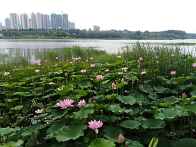 风景