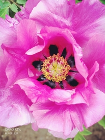 鲜花