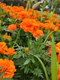 鲜花